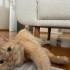 Mükemmel bir dost kısır erkek ve sevimli fotoğraf