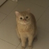 Mükemmel bir dost kısır erkek ve sevimli fotoğraf