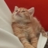 Ücretsiz sahiplendirme fotoğraf