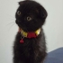 SCOTTISH FOLD YAVRU fotoğraf