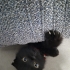SCOTTISH FOLD YAVRU fotoğraf