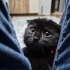 SCOTTISH FOLD YAVRU fotoğraf