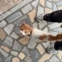 Çok sevecen bir kedi yuva arıyor fotoğraf