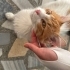 Çok sevecen bir kedi yuva arıyor fotoğraf