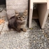 1-1.5 aylık erkek tekir kedi, ömürlük bakabilecek birilerini arıyorum fotoğraf