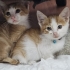 2aylıklar açıklamayı okuyun lütfen fotoğraf