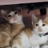 2aylıklar açıklamayı okuyun lütfen fotoğraf