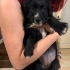 ESKİŞEHİR / JACK RUSSEL - MALTIPOO MELEZİ 2.5 AYLIK fotoğraf