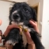 ESKİŞEHİR / JACK RUSSEL - MALTIPOO MELEZİ 2.5 AYLIK fotoğraf