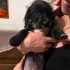 ESKİŞEHİR / JACK RUSSEL - MALTIPOO MELEZİ 2.5 AYLIK fotoğraf