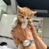 Lokum iç dış parazitleri yapıldı 2 aylık dişi bebek fotoğraf