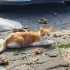 Kardeşlere Yuva Aranıyor fotoğraf