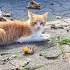 Kardeşlere Yuva Aranıyor fotoğraf