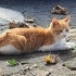 Kardeşlere Yuva Aranıyor fotoğraf