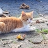 Kardeşlere Yuva Aranıyor fotoğraf
