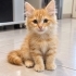 PORTAKAL YUVASINI ARIYOR fotoğraf