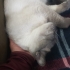 Siyam kedisi erkek fotoğraf