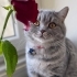 British Shorthair - 2,5 Yaşında - Aşıları Tam - Erkek - Kısır - Çipli fotoğraf