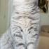 British Shorthair - 2,5 Yaşında - Aşıları Tam - Erkek - Kısır - Çipli fotoğraf