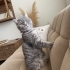 British Shorthair - 2,5 Yaşında - Aşıları Tam - Erkek - Kısır - Çipli fotoğraf