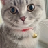British Shorthair - 2,5 Yaşında - Aşıları Tam - Erkek - Kısır - Çipli fotoğraf
