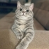 British Shorthair - 2,5 Yaşında - Aşıları Tam - Erkek - Kısır - Çipli fotoğraf