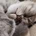 British Shorthair - 2,5 Yaşında - Aşıları Tam - Erkek - Kısır - Çipli fotoğraf