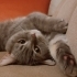 British Shorthair - 2,5 Yaşında - Aşıları Tam - Erkek - Kısır - Çipli fotoğraf