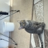 Tatlımı tatlıs parsımız fotoğraf