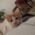 Çiçek gibi kedi yuva arıyor fotoğraf