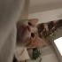 Çiçek gibi kedi yuva arıyor fotoğraf