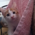Çiçek gibi kedi yuva arıyor fotoğraf
