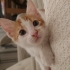 Çiçek gibi kedi yuva arıyor fotoğraf