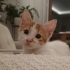 Çiçek gibi kedi yuva arıyor fotoğraf