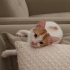Çiçek gibi kedi yuva arıyor fotoğraf
