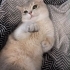 British Shorthair fotoğraf