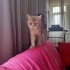 British Shorthair fotoğraf