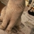 British Shorthair fotoğraf