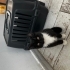 Tıpkı bir smokin takım elbise giymiş gibi çok sevecen ve çok uysal bir kedi fotoğraf