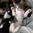 Iki küçük yavruyu sahiplendirmek istiyorum. Tek tek ya da birlikte. fotoğraf