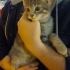 Kardeşi Ölmüş Yavru Kedi fotoğraf