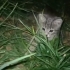 Kardeşi Ölmüş Yavru Kedi fotoğraf