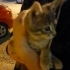 Kardeşi Ölmüş Yavru Kedi fotoğraf