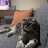 YENİ YUVA ARANIYOR fotoğraf