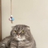 YENİ YUVA ARANIYOR fotoğraf