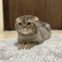 YENİ YUVA ARANIYOR fotoğraf