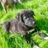 2 AYLIK LABRADOR MELEZİ KÖPEK YAVRULARI fotoğraf