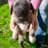 2 AYLIK LABRADOR MELEZİ KÖPEK YAVRULARI fotoğraf