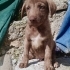 2 AYLIK LABRADOR MELEZİ KÖPEK YAVRULARI fotoğraf