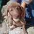 ÜCRETSİZ YAVRU KÖPEK SAHİPLENMEK İÇİN EN DOĞRU YERDESİNİZ! fotoğraf